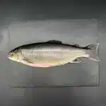 Whole White Panther lake char, raw and ready to cook, weighing 700–900 g—perfect for the oven or grill