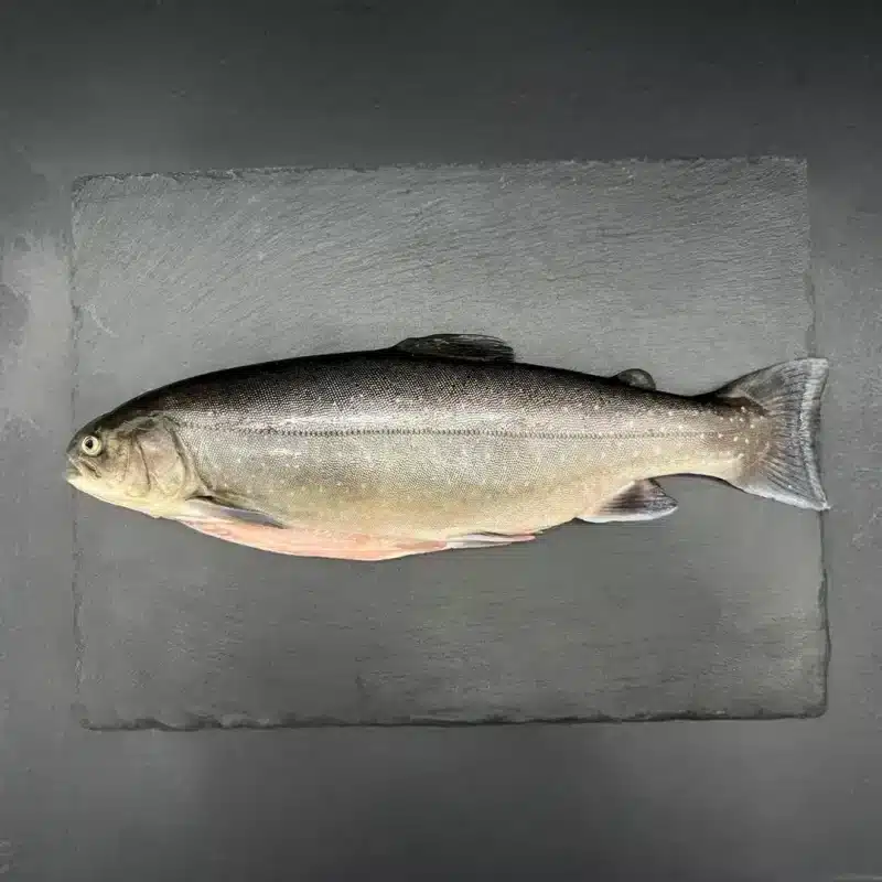 Ganzer Seesaibling von White Panther, roh und küchenfertig, mit einem Gewicht von 700–900 g – ideal für Ofen oder Grill